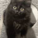 Photo of Sooty