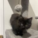 Photo of Sooty