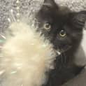 Photo of Sooty