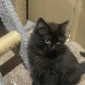 Photo of Sooty