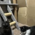 Photo of Sooty