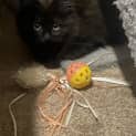 Photo of Sooty
