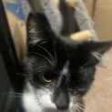 Photo of Cookie