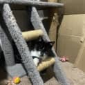 Photo of Cookie