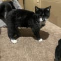 Photo of Cookie