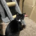 Photo of Cookie