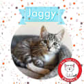 Photo of Jaggy *9 Lives Project Rescue*