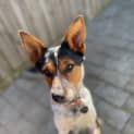 Photo of Layla