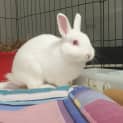 Photo of Lil