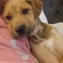 Photo of Tiamo