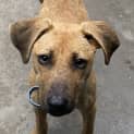 Photo of Remi