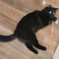 Photo of Arlo