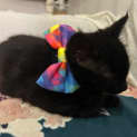 Photo of Salem