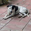 Photo of Daisy
