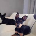 Photo of Shadow