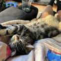 Photo of Gizmo Pembleton