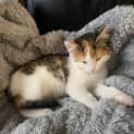Photo of Tilly