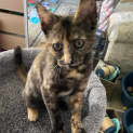 Photo of Marbles