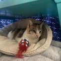 Photo of Kiyomi **2nd Chance Cat Rescue**
