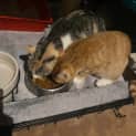 Photo of Kiyomi **2nd Chance Cat Rescue**