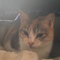 Photo of Kiyomi **2nd Chance Cat Rescue**