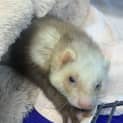 Photo of Bailey