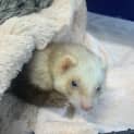 Photo of Bailey