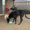 Photo of Ollie