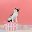 Photo of Rowena