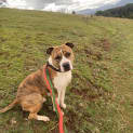 Photo of Gracie
