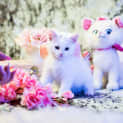 Photo of Marie & Olaf 🌺😺