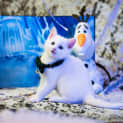 Photo of Marie & Olaf 🌺😺