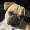 Photo of Vinnie 1 Year Old French Bulldog X Pug (Hold )