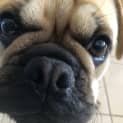 Photo of Vinnie 1 Year Old French Bulldog X Pug (Hold )