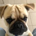 Photo of Vinnie 1 Year Old French Bulldog X Pug (Hold )