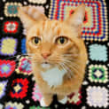Photo of Sox