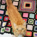 Photo of Sox