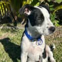 Photo of Chief 12 Week Old Cattle Dog X Staffy (Trial 1/9