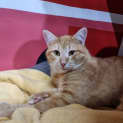 Photo of G Man