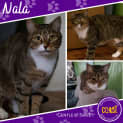 Photo of Nala