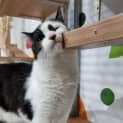 Photo of Barney