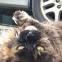 Photo of Lizette (Lizzie)