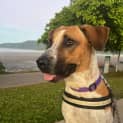 Photo of Sadie