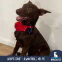 Photo of Comet   4 Month Old Kelpie