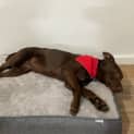 Photo of Comet   4 Month Old Kelpie