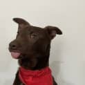 Photo of Comet   4 Month Old Kelpie