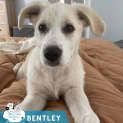 Photo of Bentley
