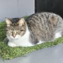 Photo of Pixie