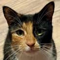 Photo of Azaria
