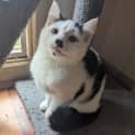 Photo of Cotton